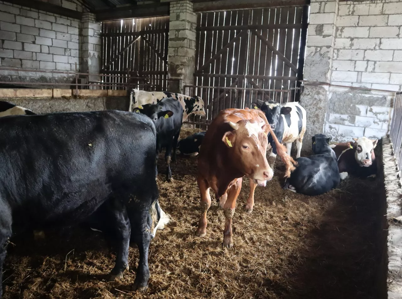 Utrzymywanie zwierząt na głębokiej ściółce nie wymaga budowy płyty obornikowej, jeśli spełnione są zasady dotyczące podłoża i ściółki