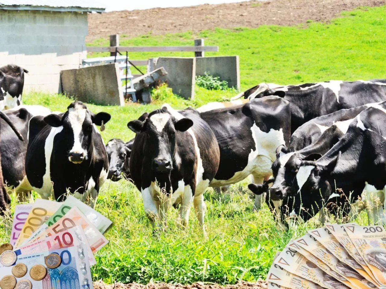 3,1 mld euro z polskiego mleka. Te kraje kupują najwięcej