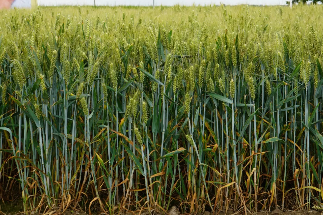 pszenica, uprawa pszenicy