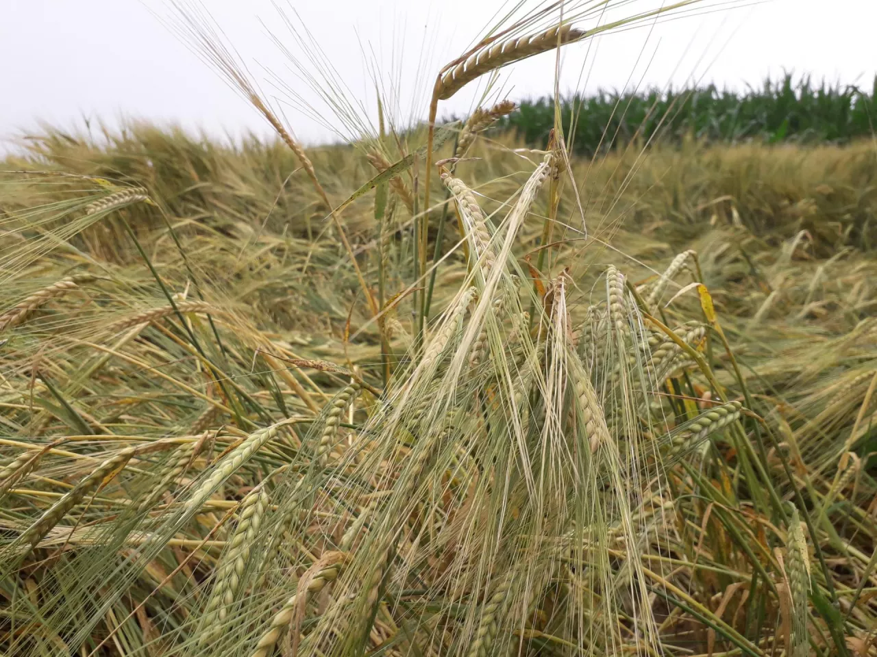 Jęczmień jary przed zbiorem