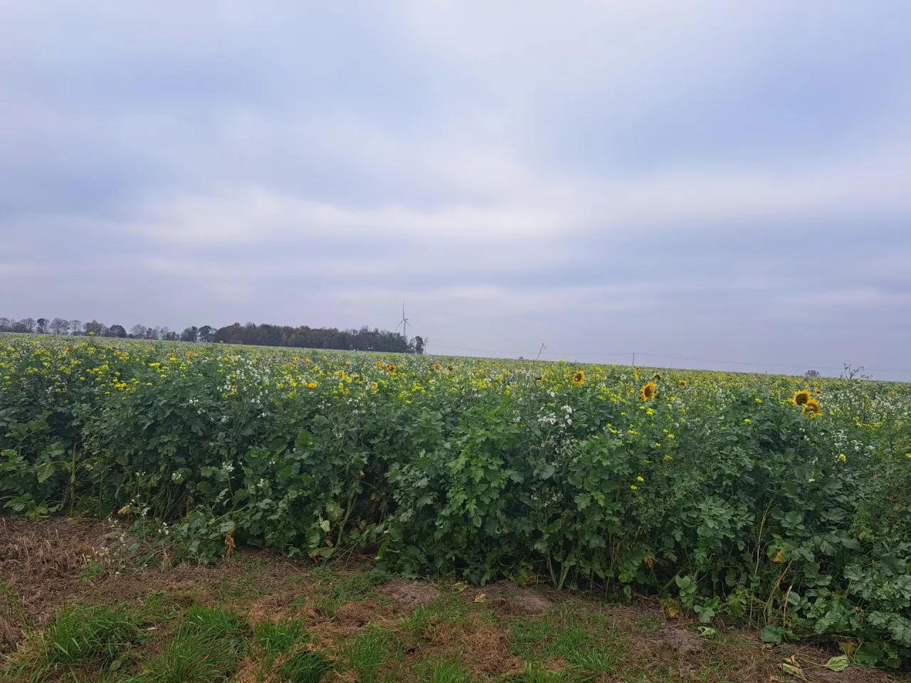 Ekoschematy: jaka kara za brak okrywy glebowej do 15 lutego?