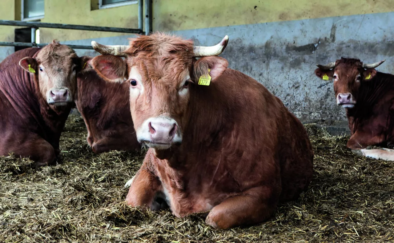 Bydło rasy limousine bardzo dobrze sprawdza się też w chowie intensywnym. Buhajki osiągają wtedy przyrosty ponad 1000 g/dobę (nawet 1500 g).