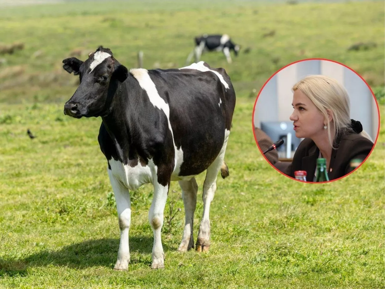 Ceny mleka lecą w dół. Co zrobi rząd, by ratować rolników?