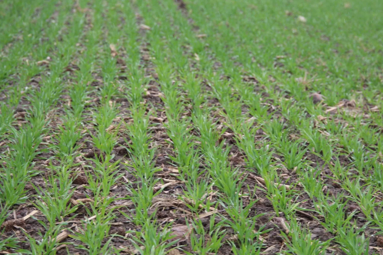 Jęczmień browarny wysiany po kukurydzy