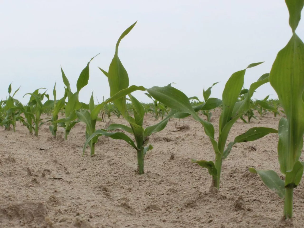 Błąd w nawożeniu kosztuje plon. Te składniki wzajemnie się blokują