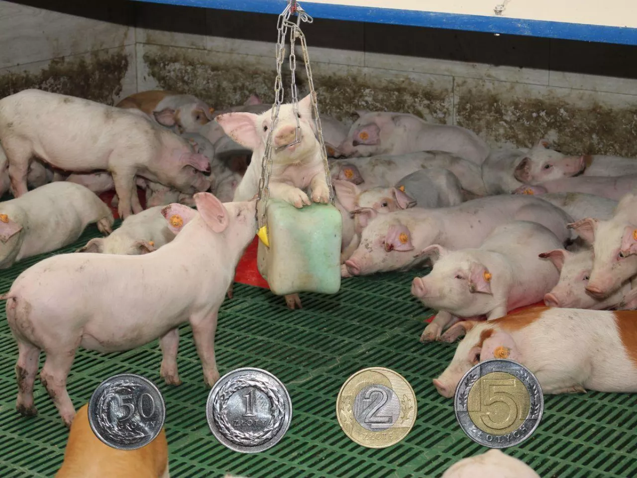 Ceny prosiąt na początku czerwca 2025