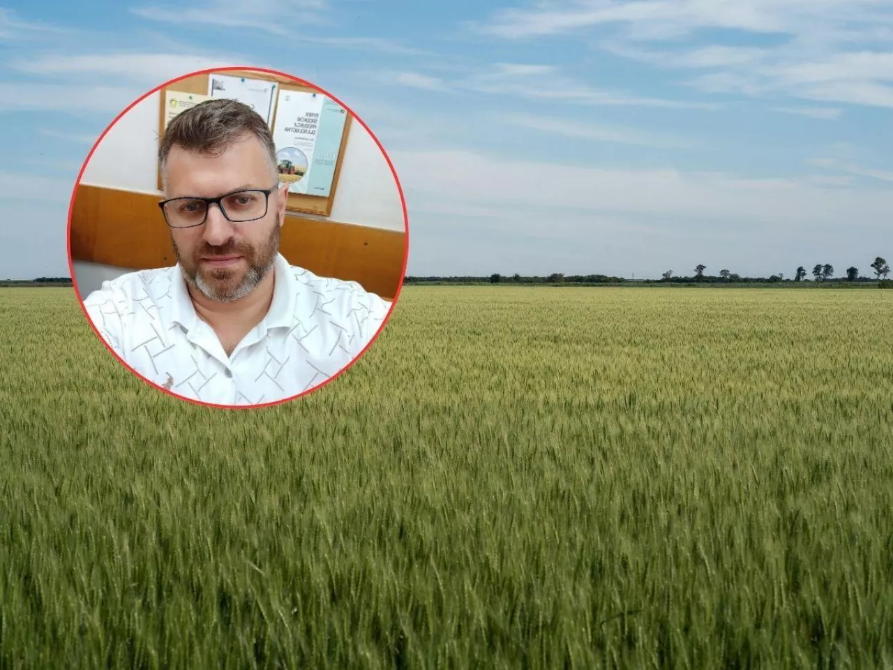 pole z pszenicą, wizerunek Arkadiusz Zalewski z IERiGŻ