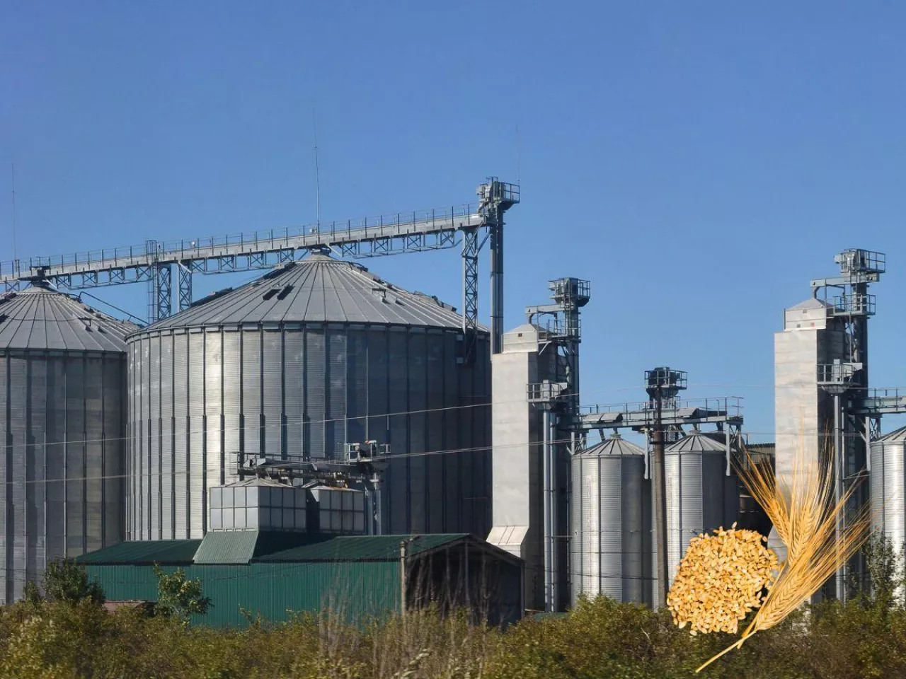 Polska sprzedaje zboże za grosze, a kupuje mąkę za miliardy. Minister ma plan ratunkowy?