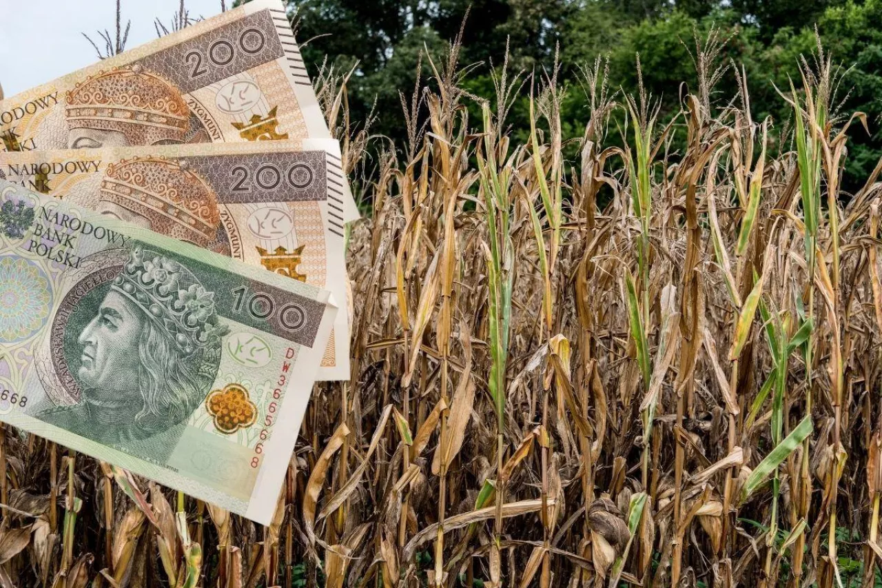 Pomoc suszowa: rolnicy ze stratami poniżej 30% mogą dostać pieniądze! [TYLKO u NAS]