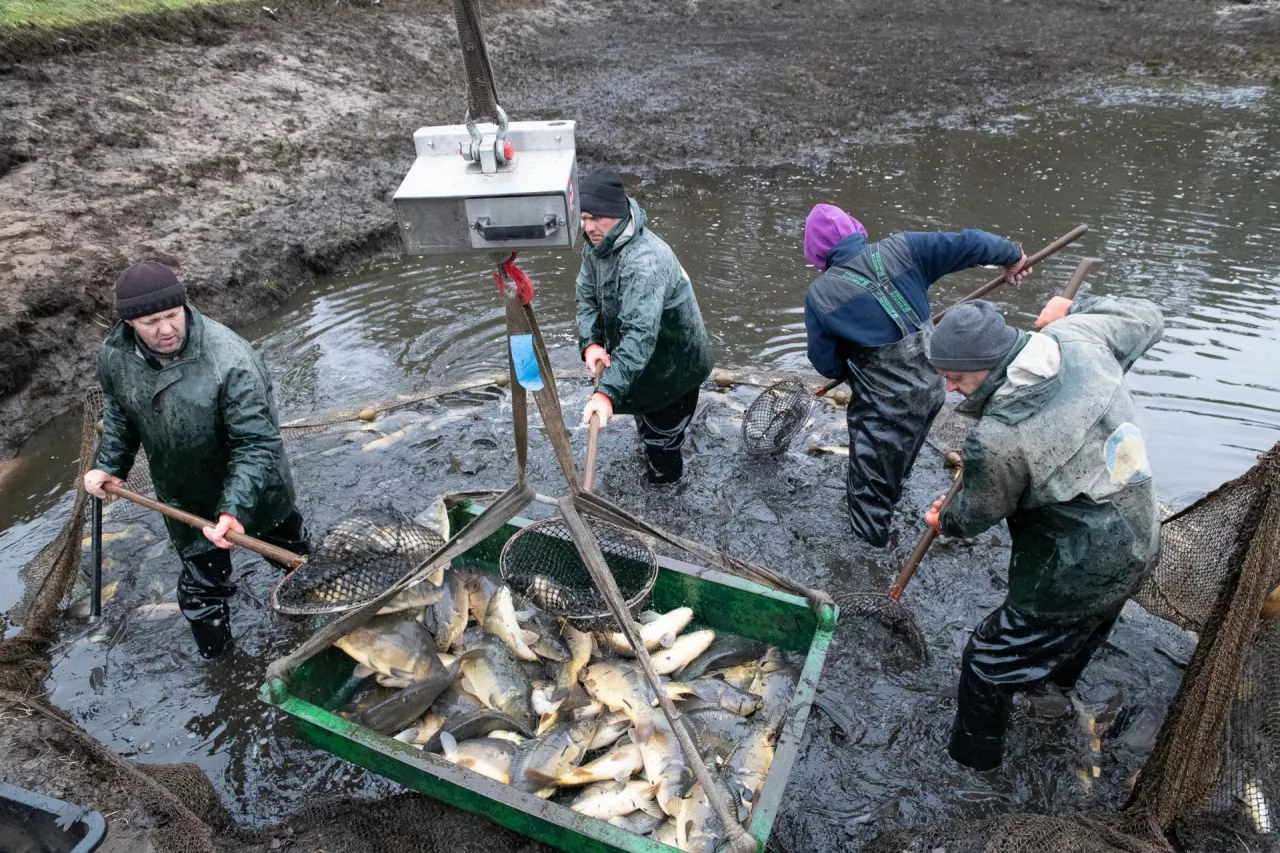 Odłów karpia w Gospodarstwie Rybackim Przyborów w Przyborowie k. Brzeska w Małopolsce