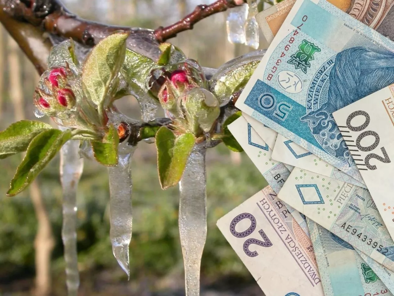 przymrozki wiosenne, banknoty 
