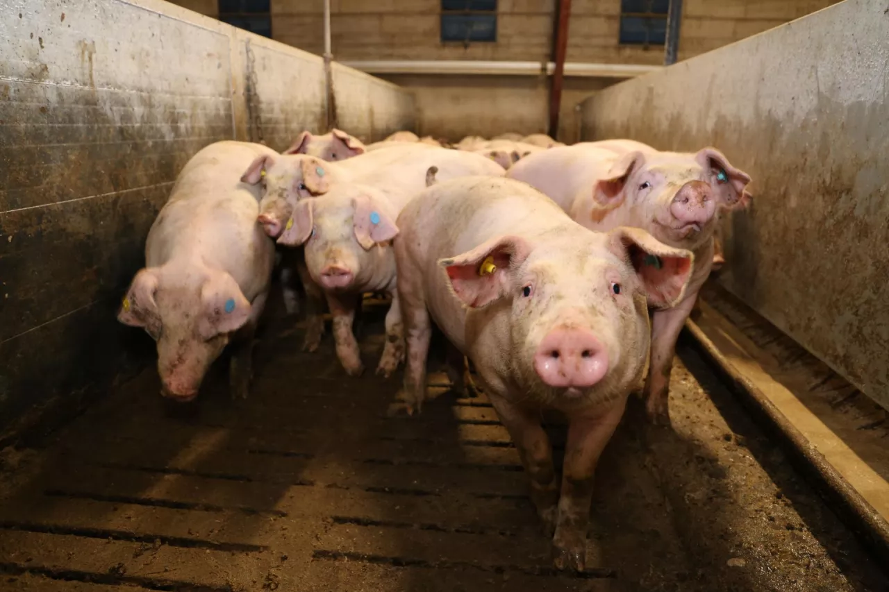 Jakie są ceny świń?