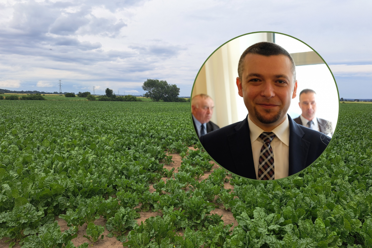 Tegoroczne plony buraków cukrowych w wielu regionach okazały się wyższe, niż przewidywano