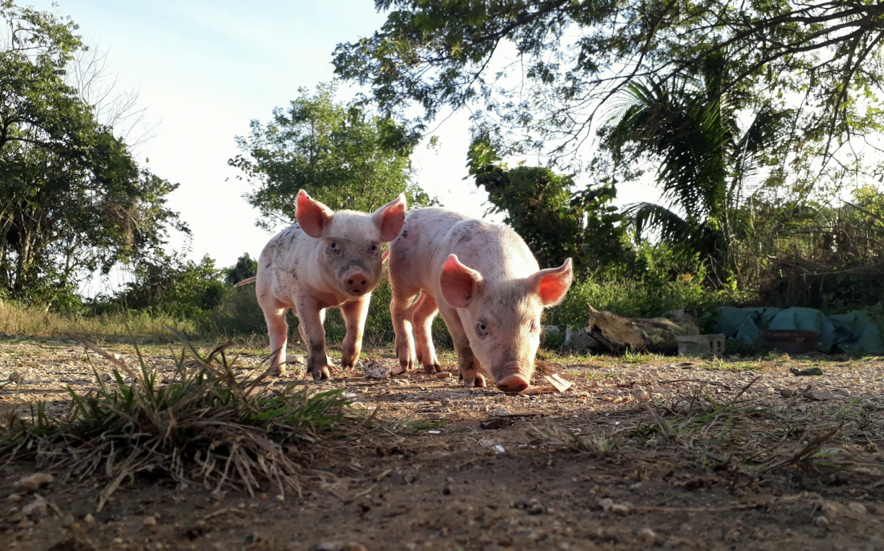świnie na wolnym wybiegu