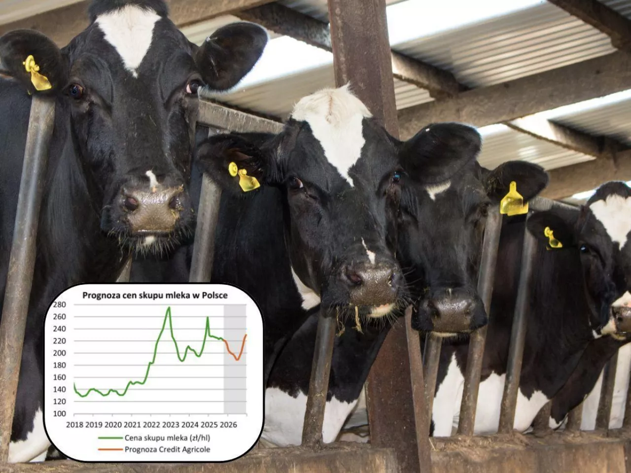 Jakie będą ceny mleka na koniec 2025 i 2026? Nowa prognoza