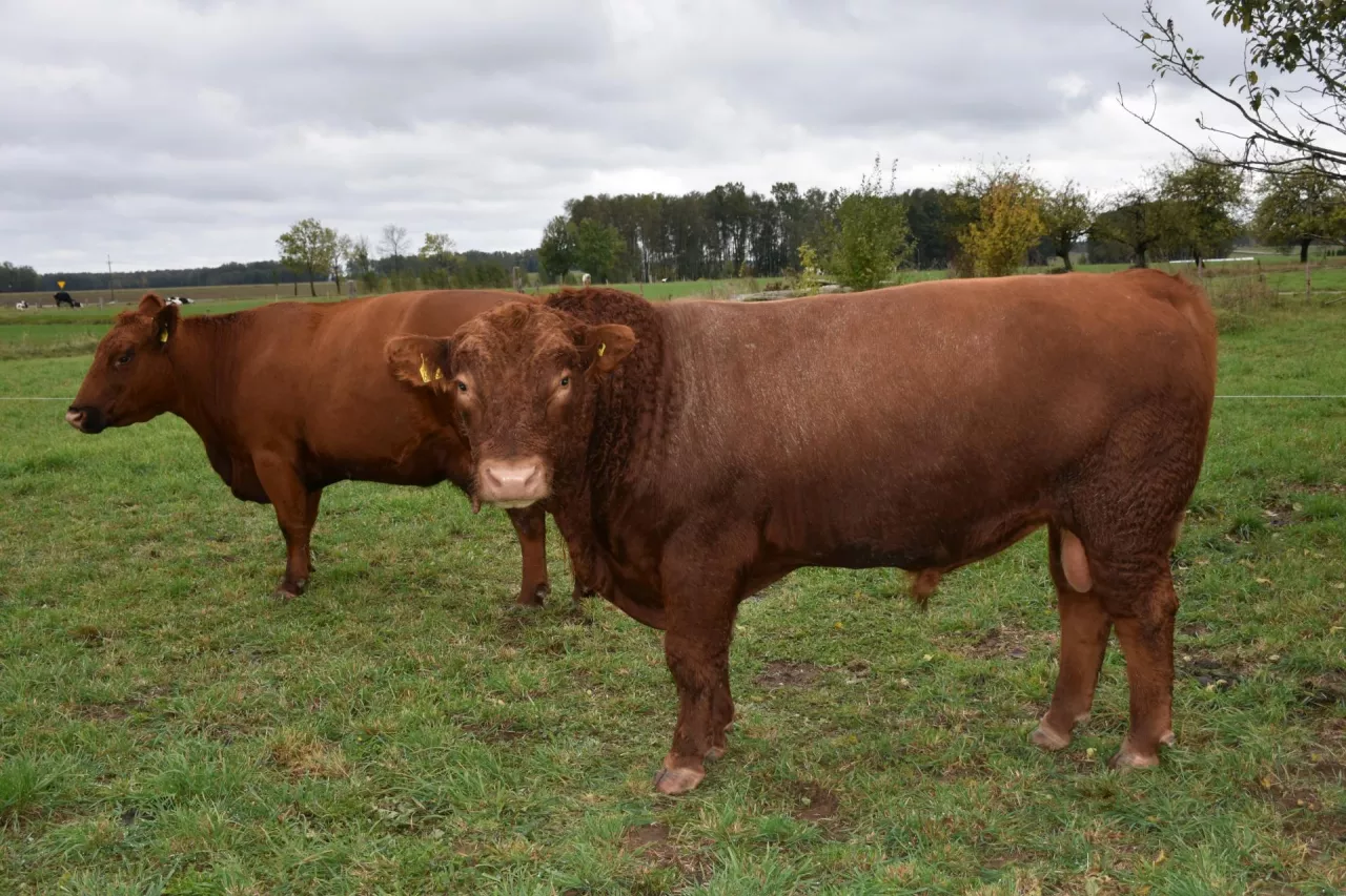Na pierwszym planie buhaj kryjący
