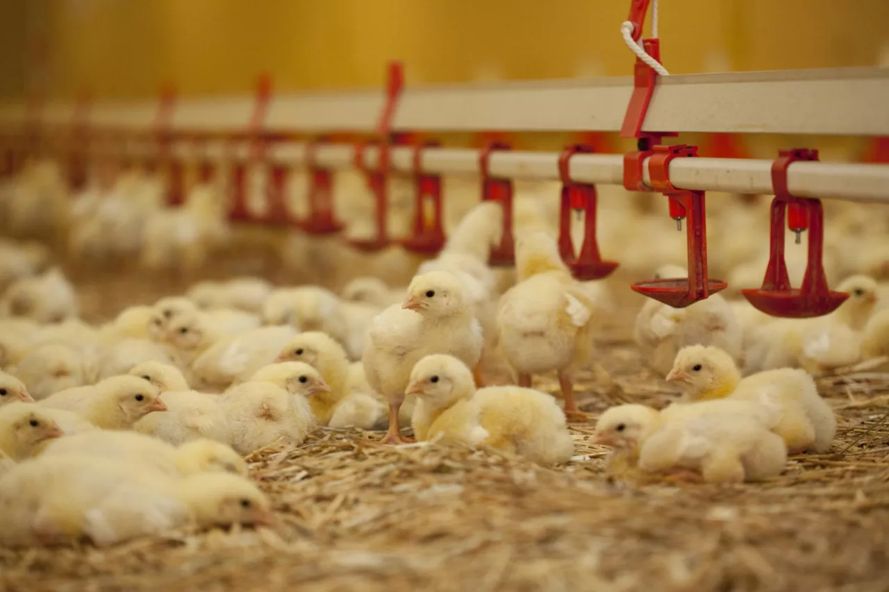 Małe kurczaki w kurniku na ściółce