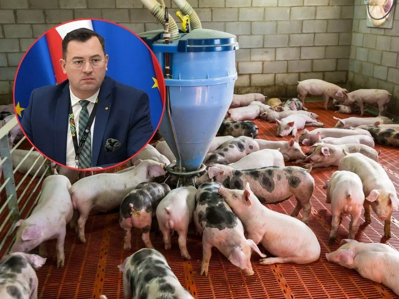 Będą dopłaty do świń? Wniosek o pomoc dla rolników trafił do KE