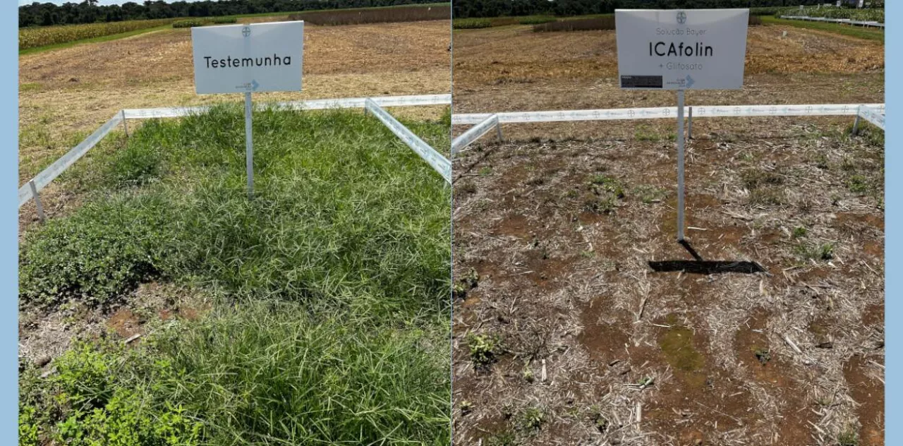 ikafolina nowa substancja chwastobójcza Brazylia Bayer