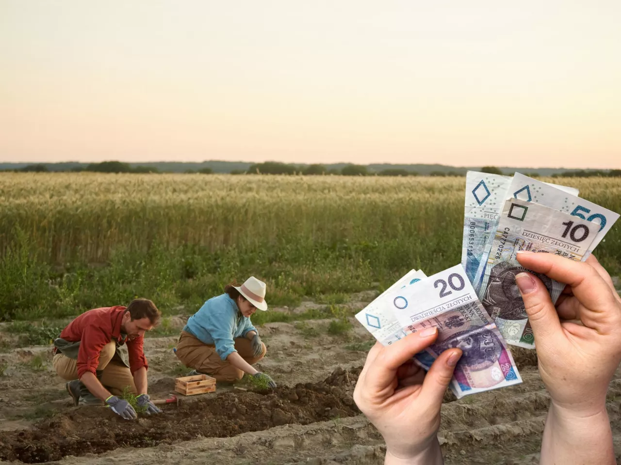 rolnicy na polu, po prawej dłoń z banknotami polskimi