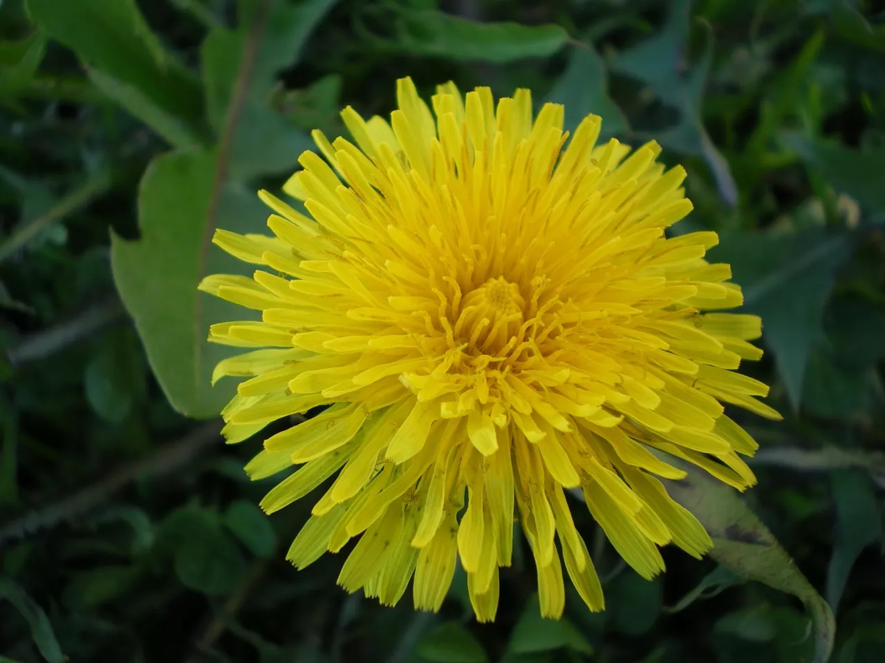 Gdy kwitną mniszki sadzimy ziemniaki i siejemy soję