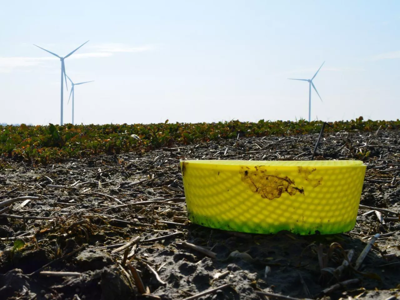 Nie tylko próg szkodliwości. Co decyduje o opłacalności oprysku?