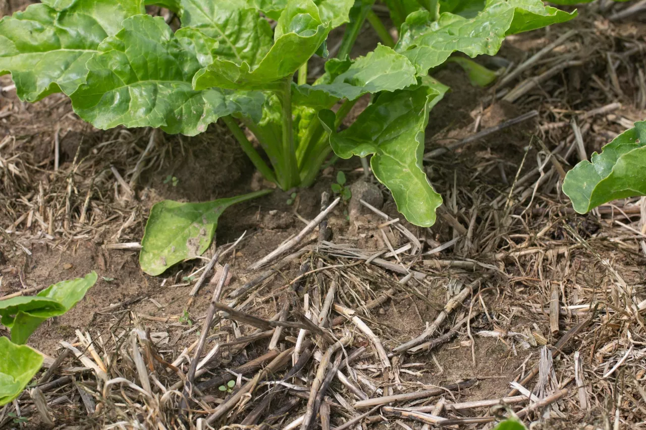 Uprawa konserwująca buraka w mulcz 
