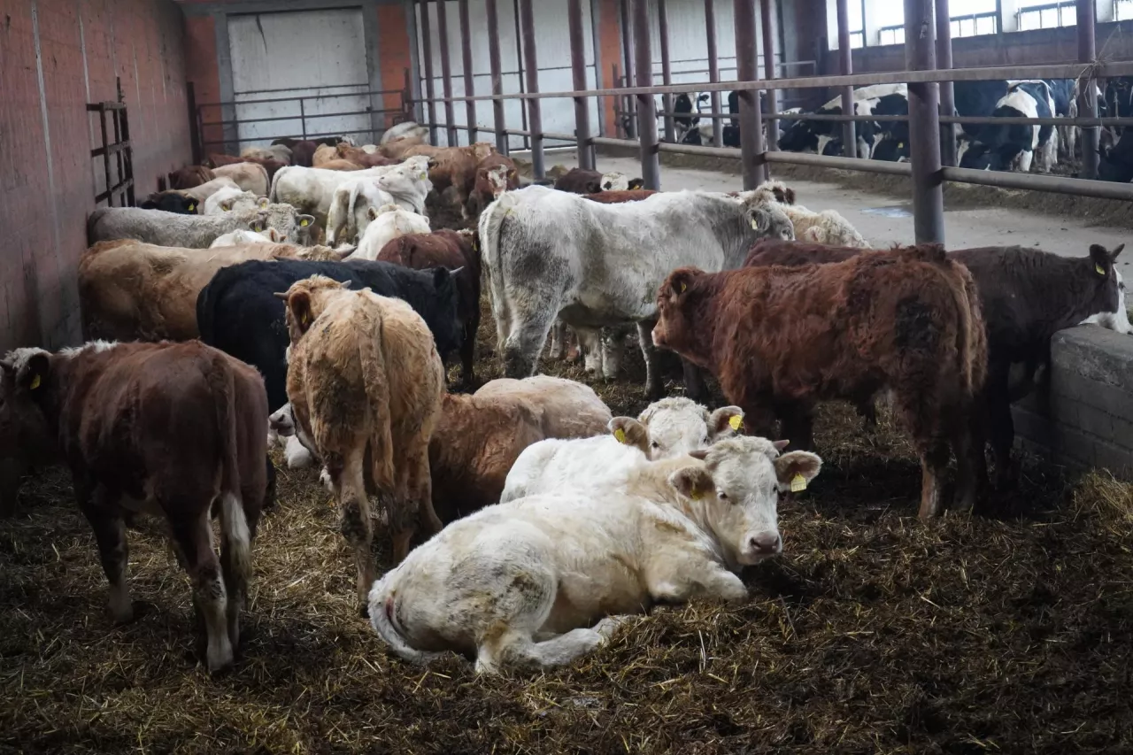 Wołowina pod presją zmian. Kluczowe forum już w lutym