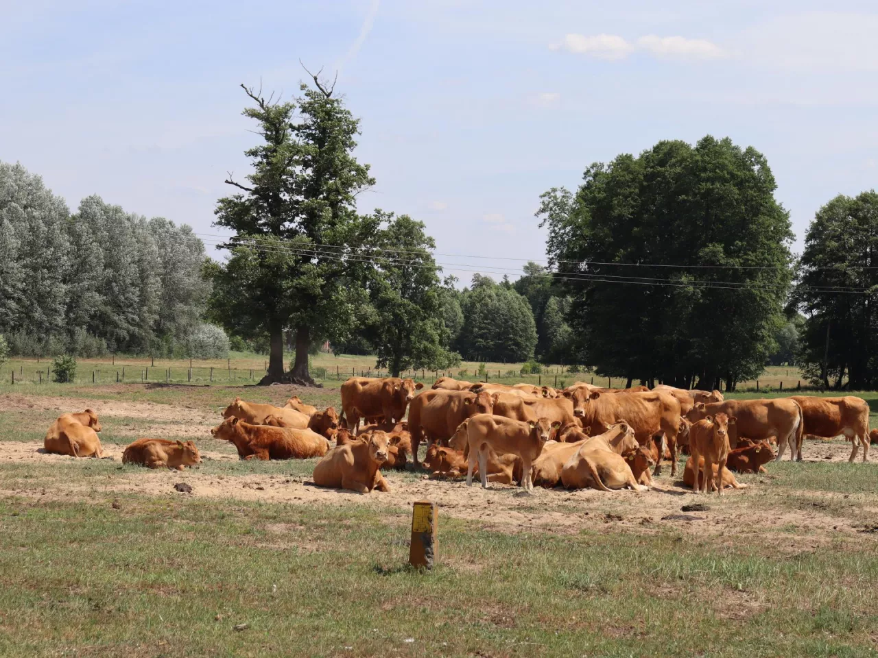 Wołowina prosto od rolnika. Który model sprzedaży naprawdę się opłaca?