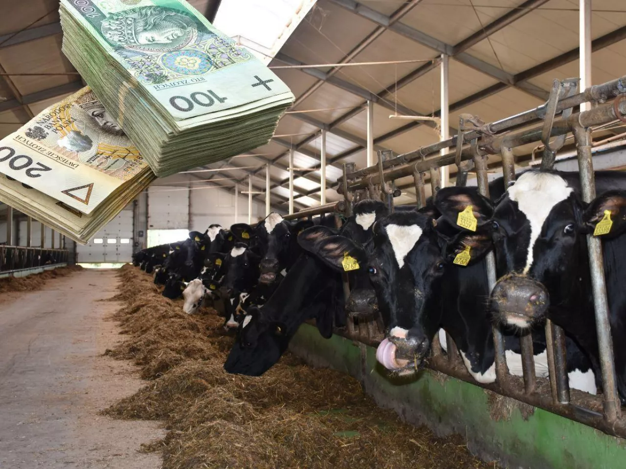 Ceny mleka lekko spadły. Gdzie mleczarnie płacą rolnikom najwięcej?