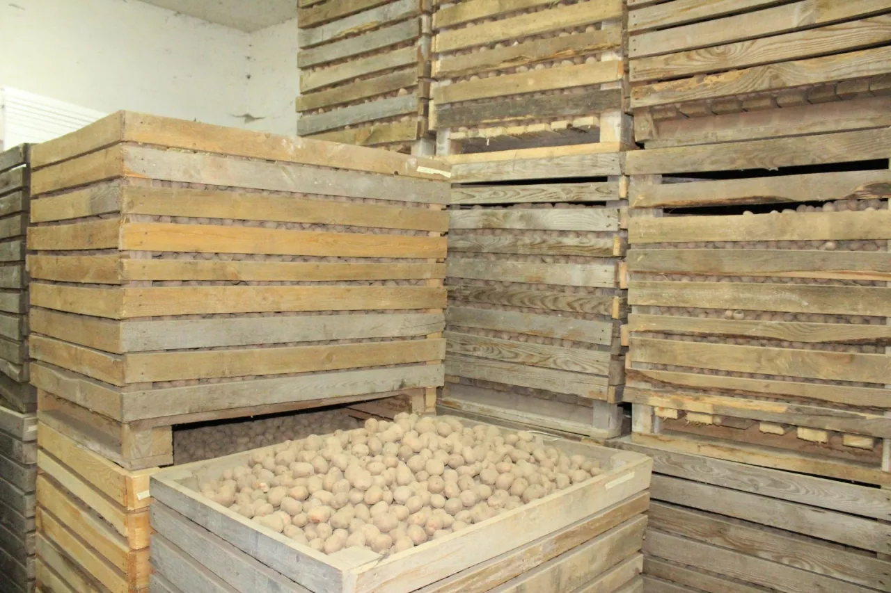 sadzeniaki, ziemniak skrobiowy, odmiany ziemniaka, coboru