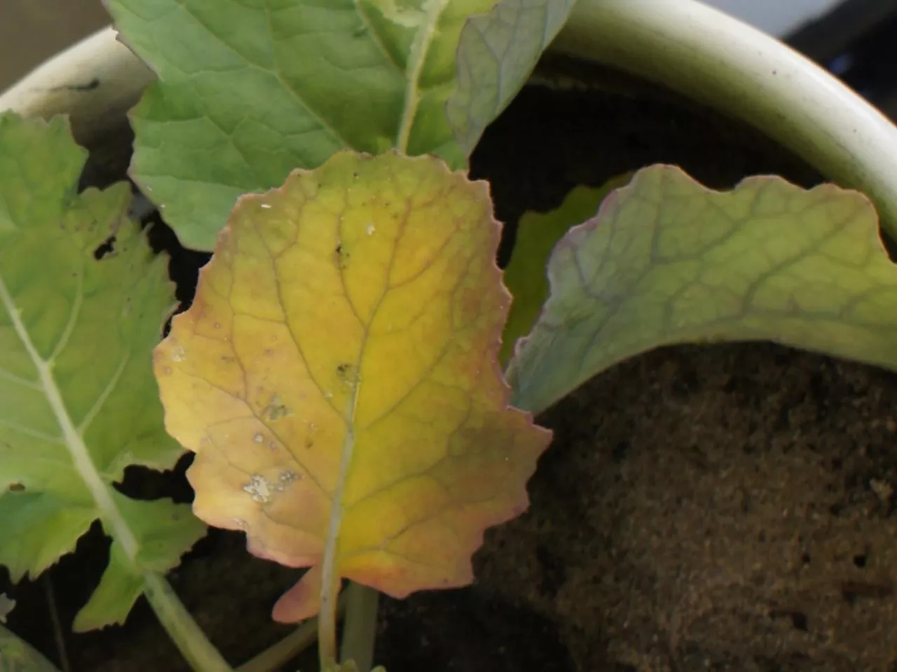 Objawem deficytu siarki w rzepaku jest zaczynająca się od brzegów chloroza międzynaczyniowa najmłodszych liści. Przy dużych niedoborach cierpią także łuszczyny. Są wtedy mniejsze, wygięte, jasnozielone z antocyjanowym przebarwieniem