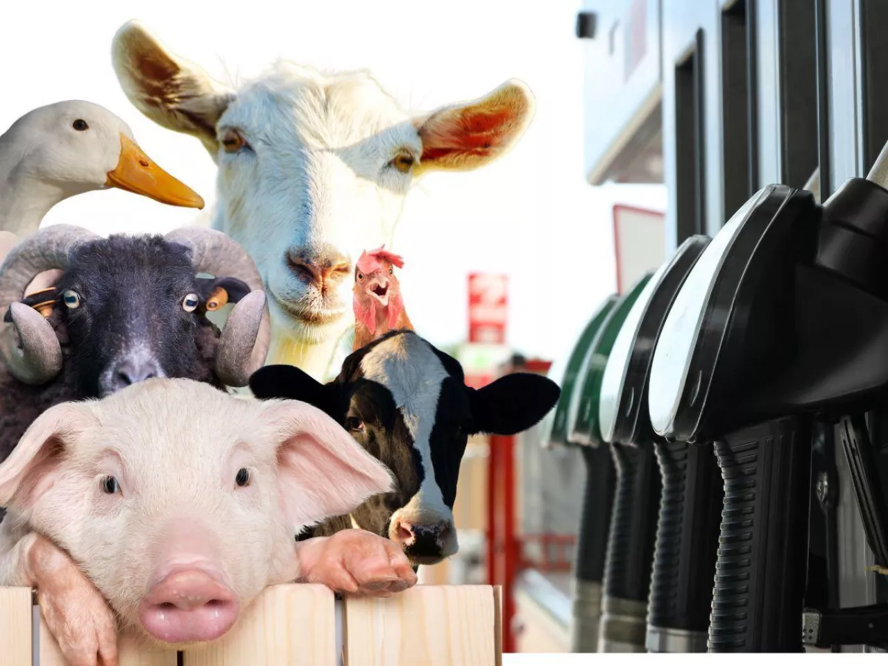 Zwrot akcyzy za paliwo 2026. Jak wygenerować DJP w IRZplus?