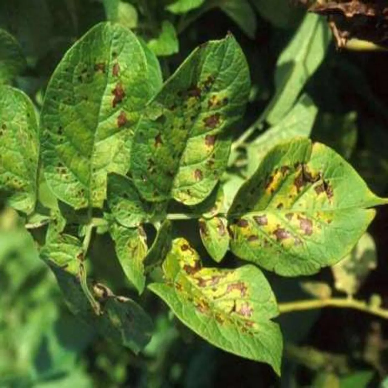 niedobór magnezu ziemniak