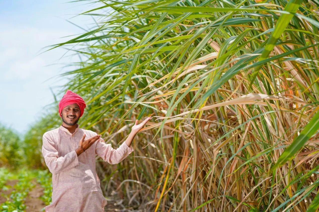Rolnik pracujący na polu trzciny cukrowej w Indiach. Uprawa trzciny cukrowej jest jednym z kluczowych sektorów indyjskiego rolnictwa i ważnym elementem handlu rolnego.