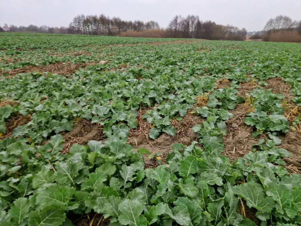 rzepak, uprawa rzepaku