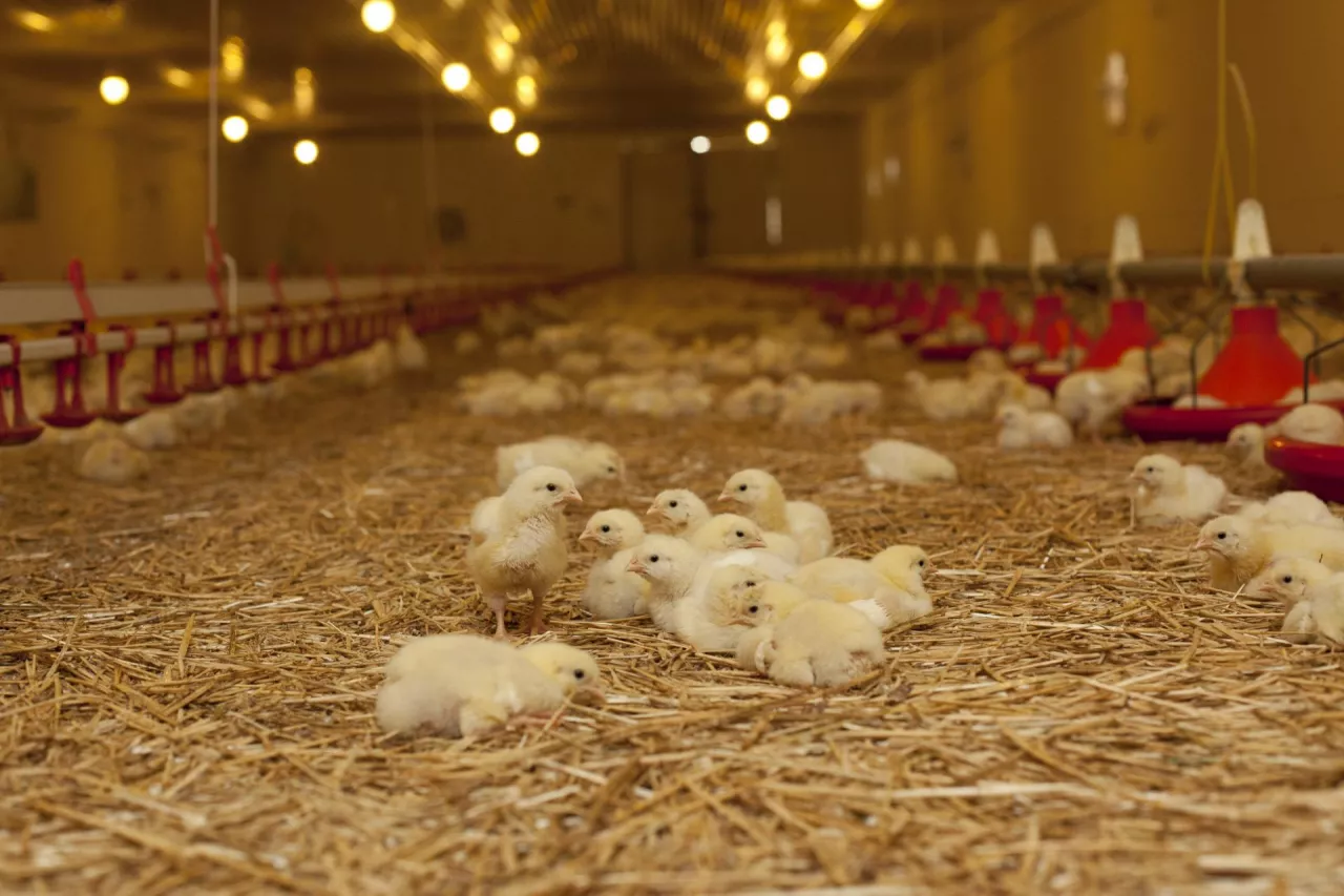 Młode kurczaki w kurniku