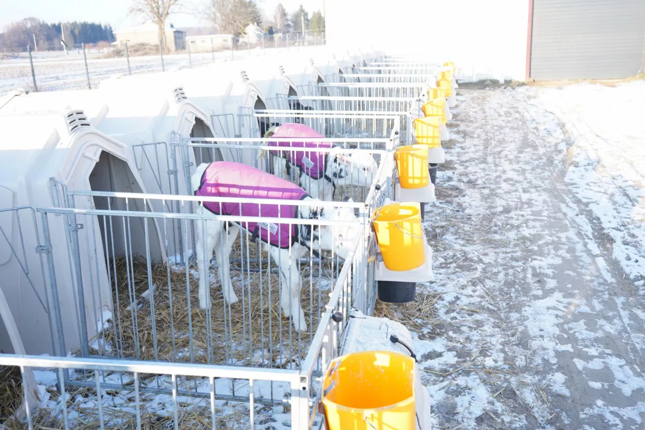 Doskonałym rozwiązaniem dla najmłodszych cieląt są derki, które skutecznie chronią przed wychłodzeniem organizmu. Utrzymanie odpowiedniej temperatury ciała w pierwszych tygodniach życia cielęcia jest kluczowe by zapewnić im zdrowie i wzmocnić odporność.