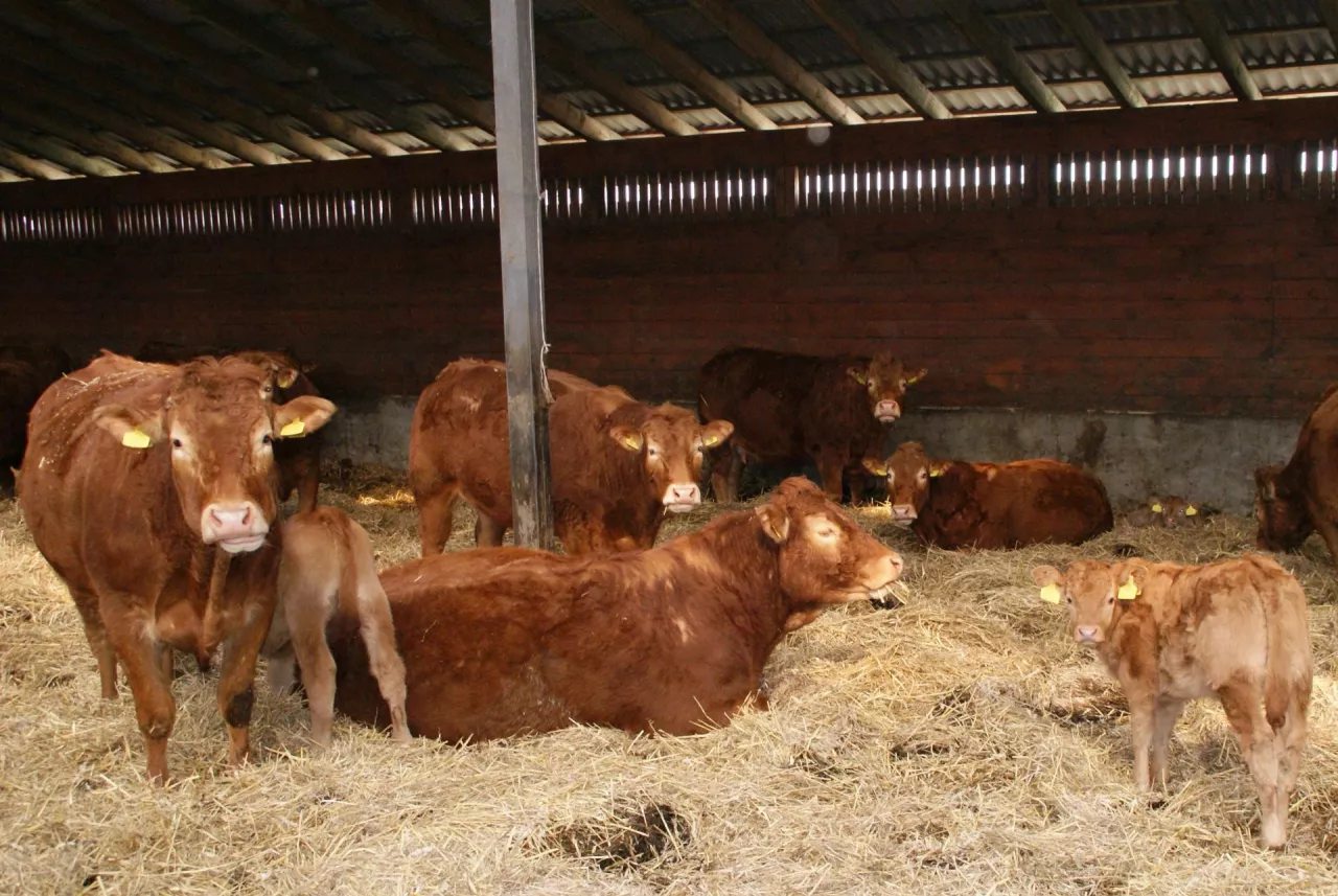 bydło mięsne rasy limusine w wolnostanowiskowym systemie utrzymania