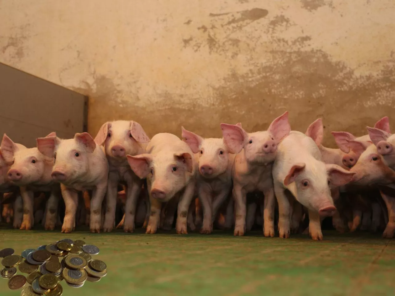 Ceny prosiąt na koniec sierpnia. Gdzie jest najdrożej? [SONDA]
