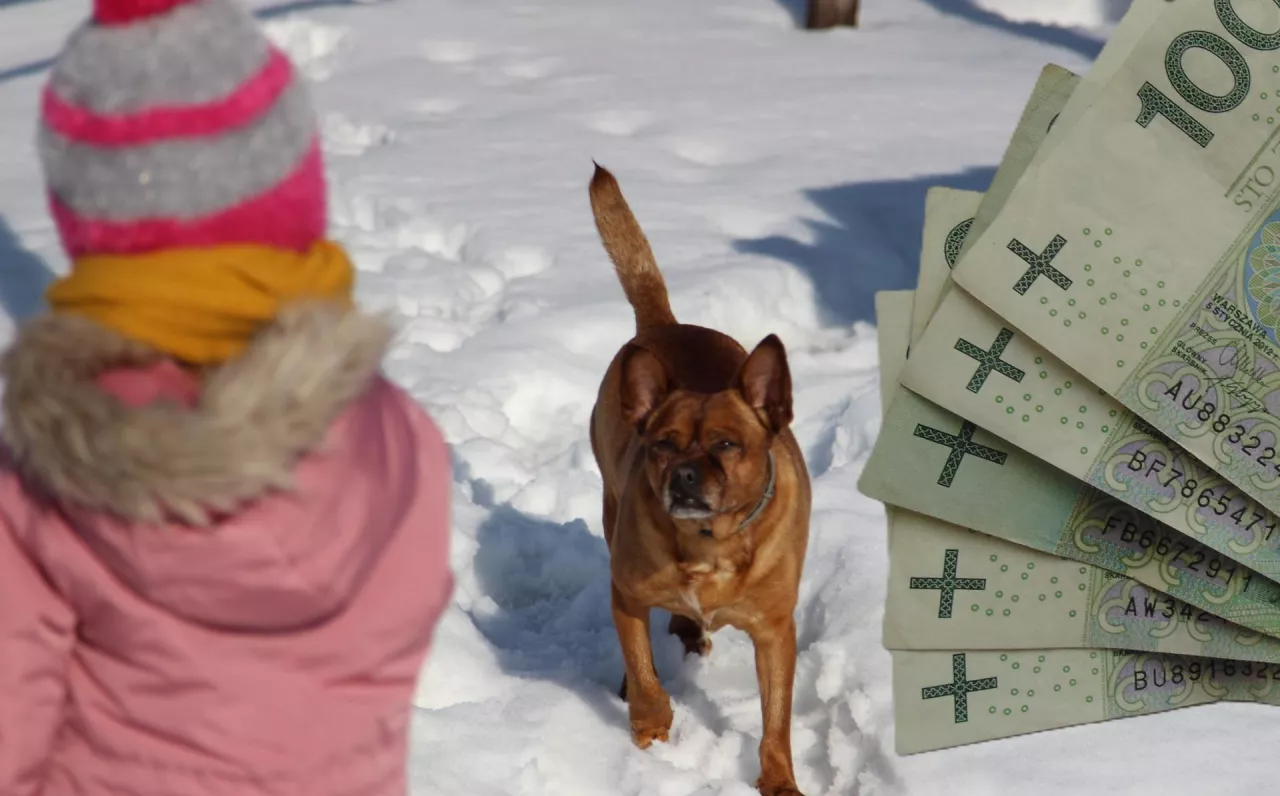 Pies w Zagrodzie – to nowy program, który ma umożliwić budowę kojców dla psów