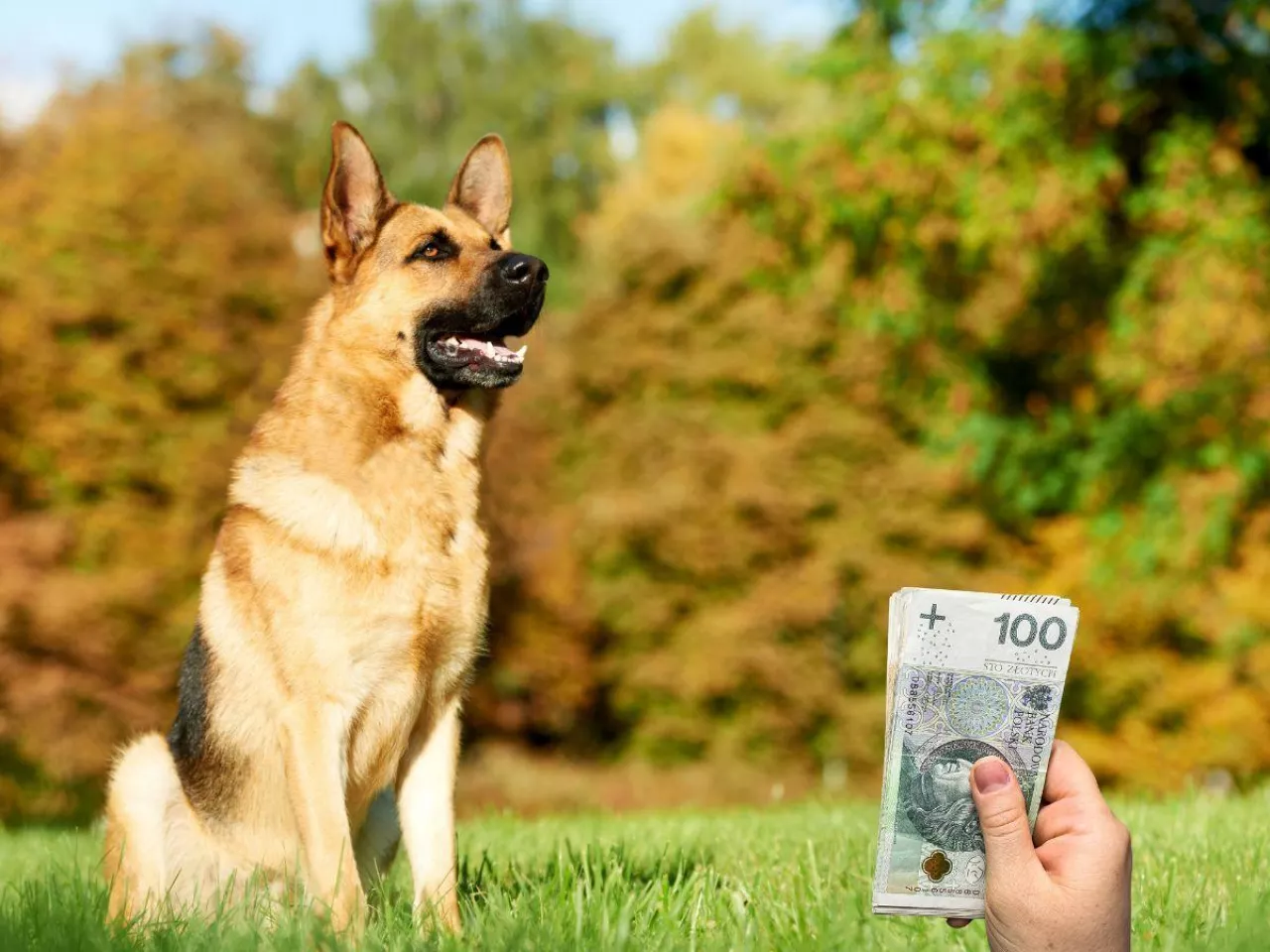 Rolnicy krytykują nowe dopłaty. ”Nie potrzebujemy kojca”