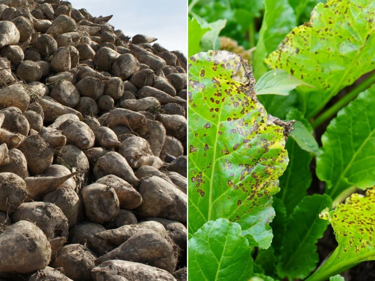 Nowe odmiany buraka cukrowego i pastewnego wpisane do rejestru. Sprawdź listę 17 nowości