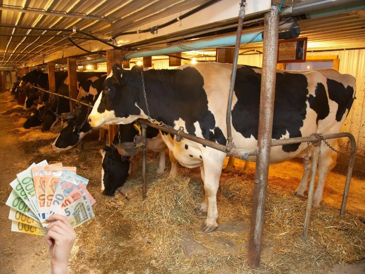 Zakaz bydła na uwięzi. Rolnicy dostali 7 lat na zmiany