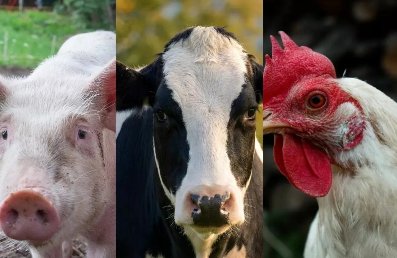 lista chorób zakaźnych