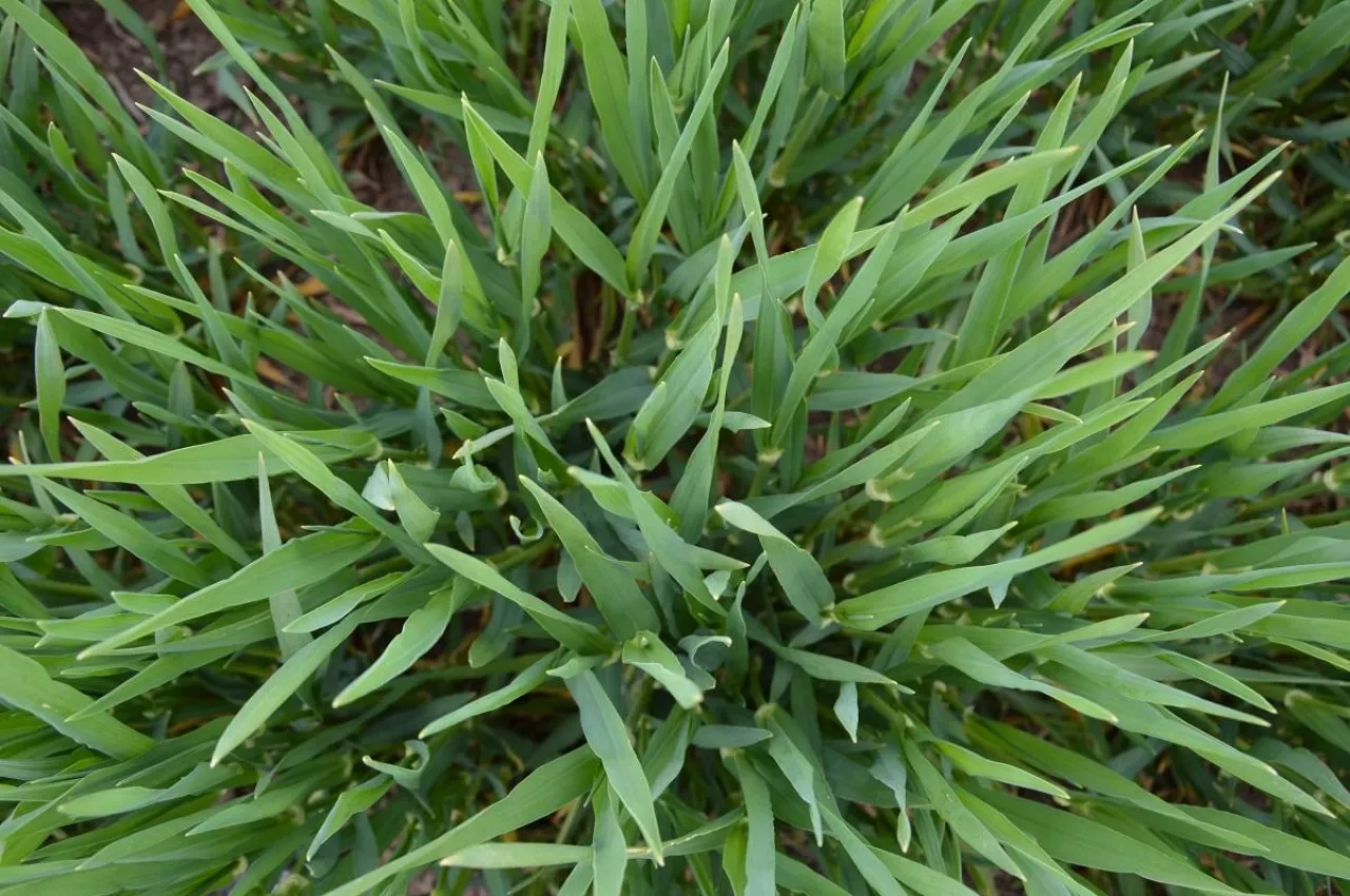 Pszenica, wyleganie, pole pszenicy