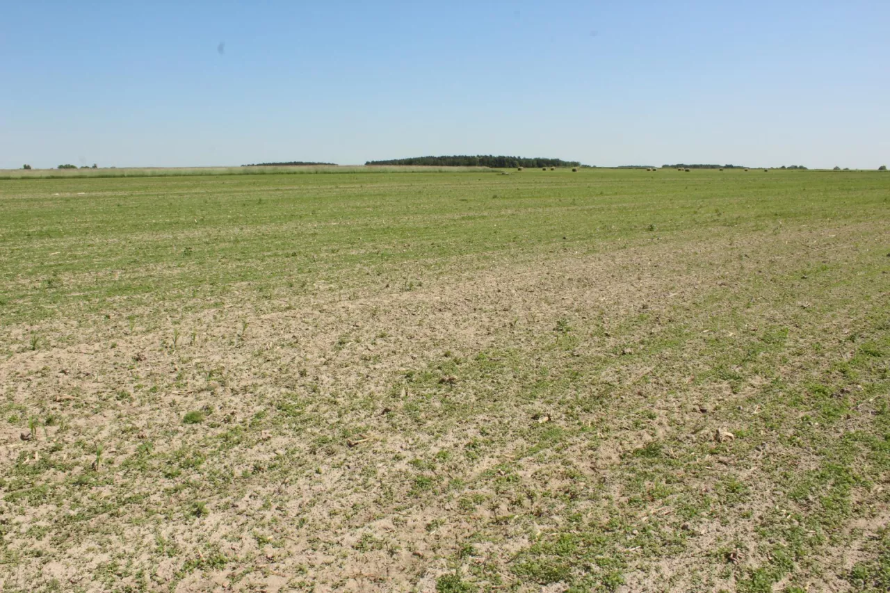 Żurawie na polach państwa Jasińskich zniszczyły około 15 ha kukurydzy