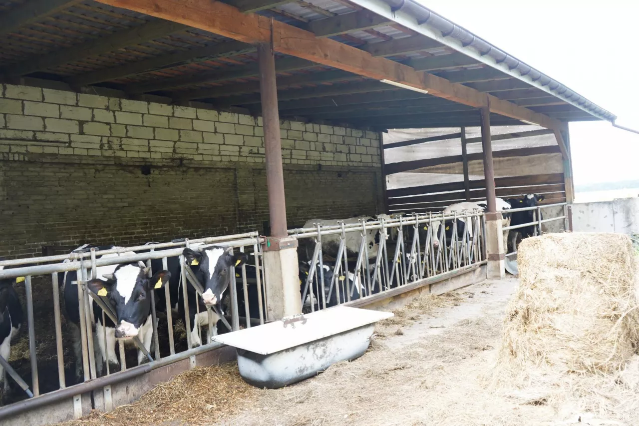 Polmlek, krowy mleczne