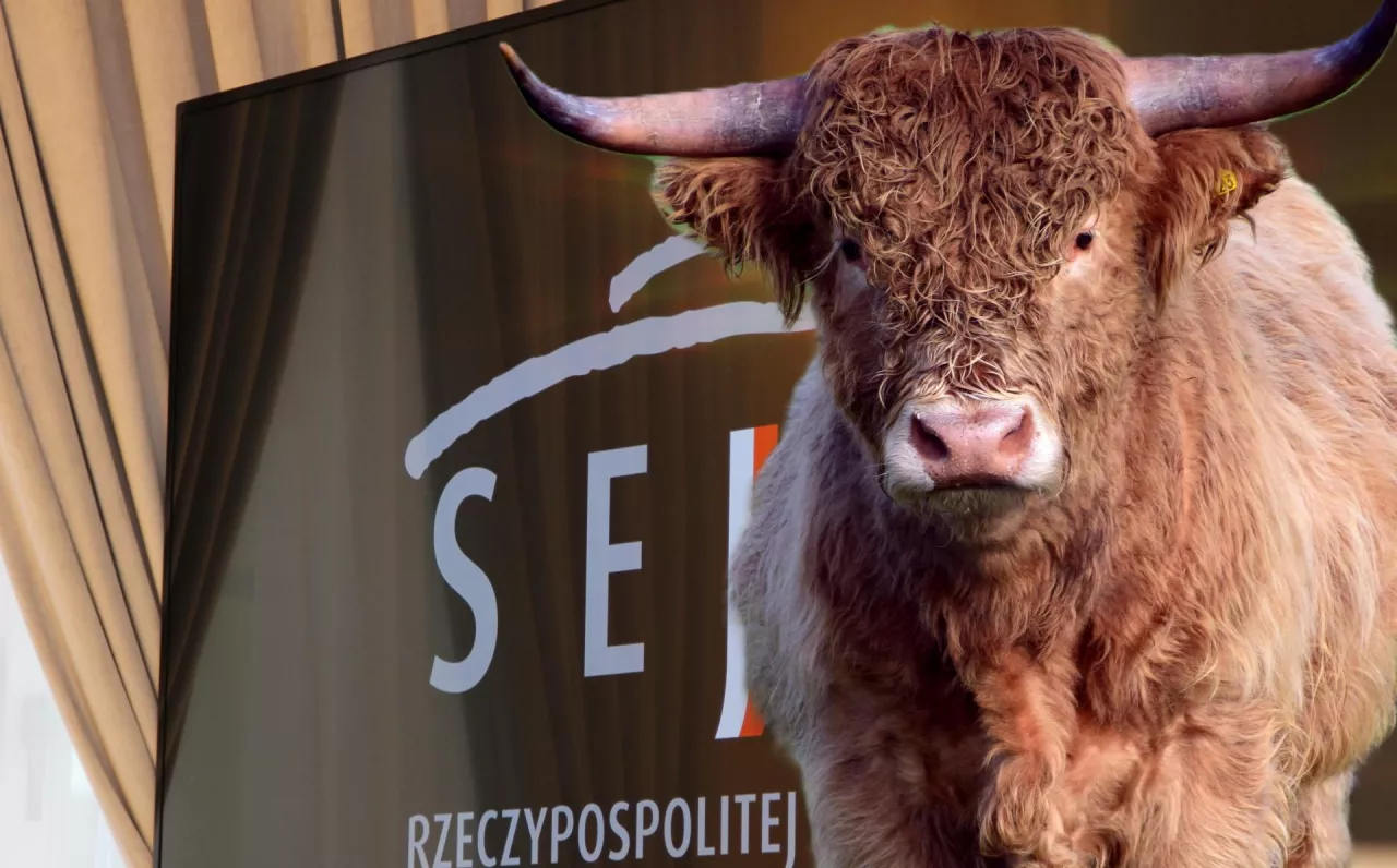 Debata w Sejmie pokazała, że problem nie dotyczy wyłącznie techniki uboju, lecz całego modelu produkcji żywności w Polsce