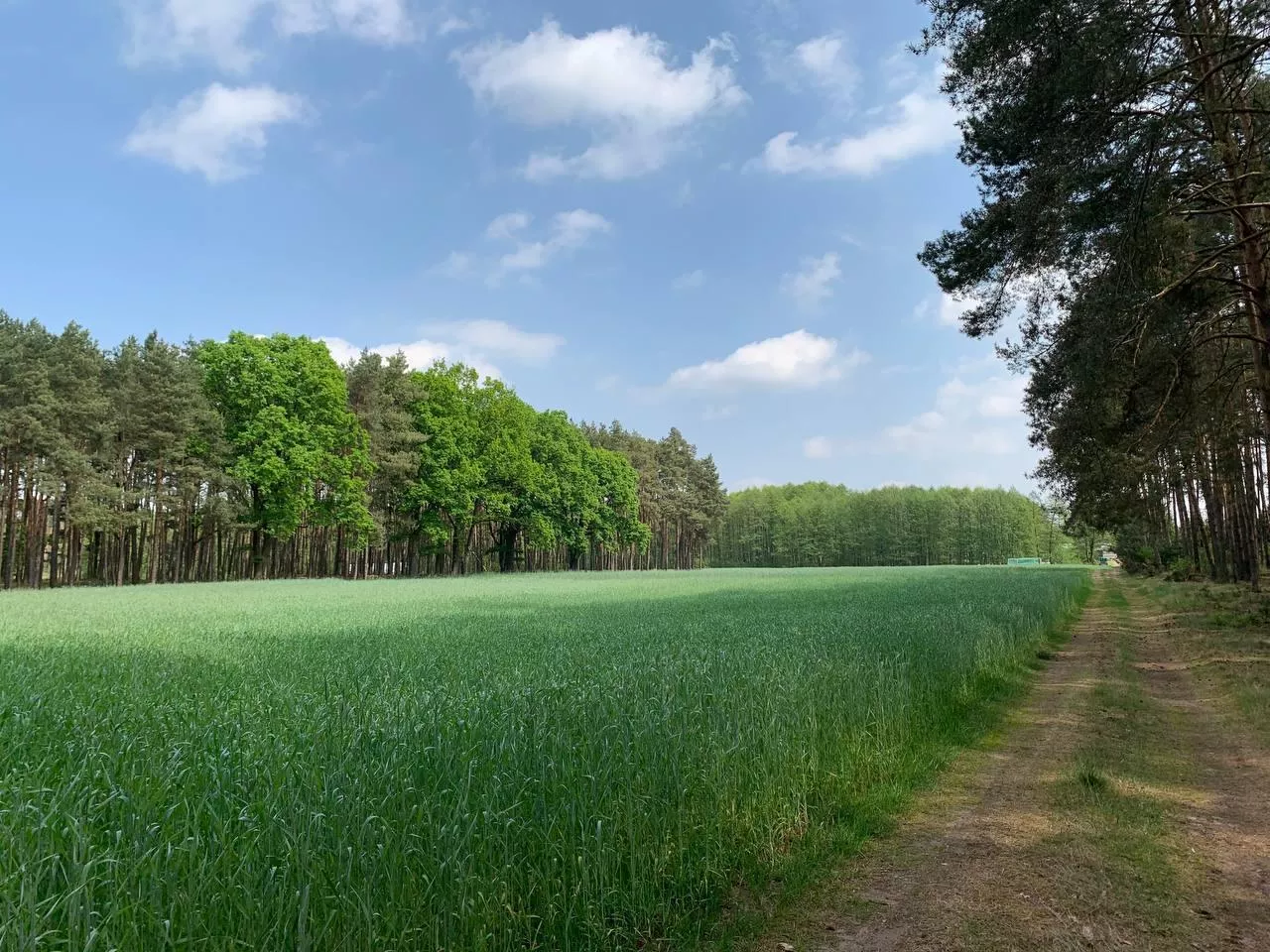 Zielone pole zboża przy lesie, wzdłuż którego biegnie polna droga.